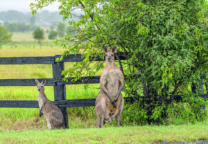 Funding for new Queensland nature refuges