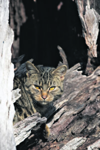 Farm threat help with feral guide