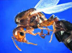 Rain, warm weather perfect for fire ants