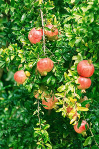 Largely untapped, is there money to be made in pomegranates?
