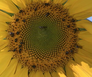 Beekeepers enthusiastic in building awareness of the need for bees