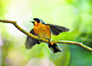 Finding a name for those welcome backyard visitors