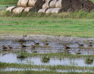 Rainfall slows primary production