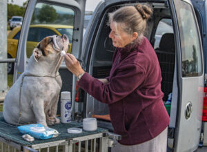 Bountiful bulldogs keep Bridget busy