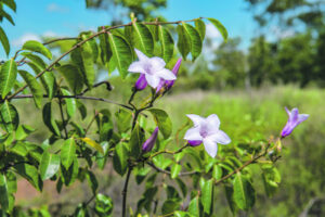 Rogues gallery: choking, climbing, smothering invaders