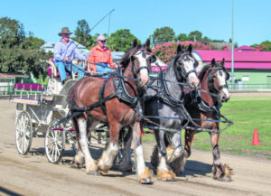Clydesdale lover says ‘life in the slow lane’ has so much to offer