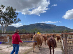 “It’s not someone sitting on a tractor” multiple Queensland Agriculture Colleges have closed, but UQ Gatton campus continues strong