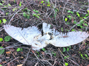 Why owls die in mouse plagues