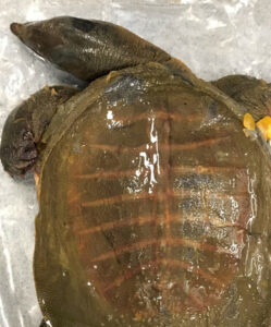 Turtles, frogs among biosecurity meat risk find