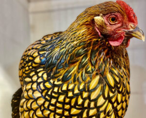 Birds of a feature plonked together