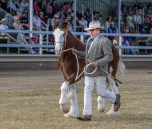 Clydesdales draw crowds to spectacular event