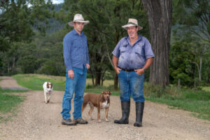 Baiting planned to reduce wild dog maulings