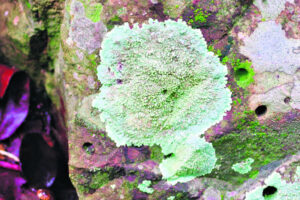 The Beauty of Life – A Right Royal Rock