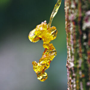 The Beauty of Life – The Golden Vein