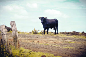 A scrubber: A wild bull, born in the scrub, aggressive and territorial