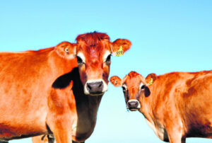 Milk prices on the up thanks to continued consumer support