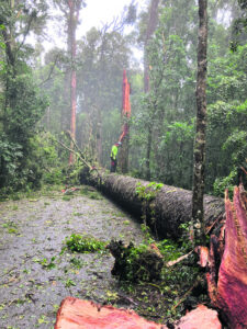 TC Alfred leaves a trail of devastation in Lamington NP