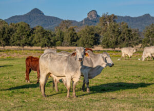 US hunger for overseas beef exports an opportunity for Australian producers