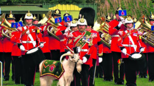 The Beauty of Life – Shenkin the Goat