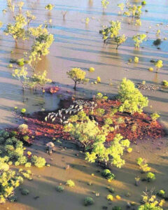 Catastrophic loss in record Outback flood