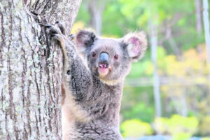Scenic Rim koala populations of national significance
