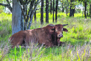 Cattle count finds heifer number drop