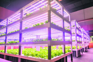 Farming upwards, future food security
