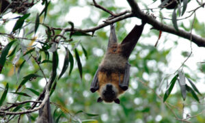 Council reviews flying fox management