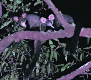 Survey results show Tamborine wildlife at home