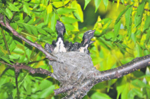Chicks listen to their mothers while still in the egg, research reveals