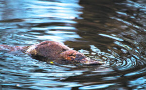 Enviro projects target weeds and habitat restoration