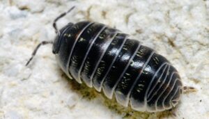 Save it, don’t spray it…we need this little creature