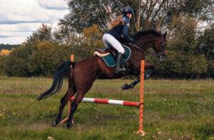 Using electric prodders on horses a criminal offence