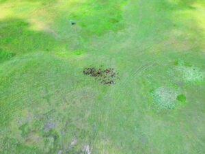 Cattle herd destock analysis by MLA