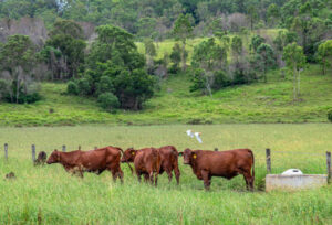 Biosecurity levy pushback as deadline looms