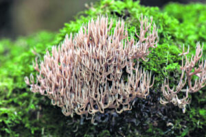 Wild world of fungi