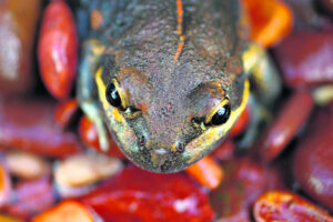 The Beauty of Life – Meet, Greet, and Eat