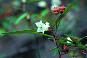 Environment and water targeted in new Planning Scheme review