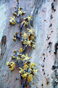 Nature hunt: Calling all green thumbs