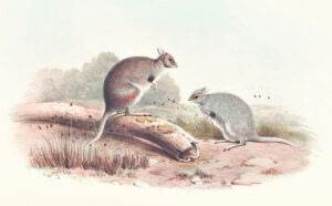 Native marsupials as Gould as gone