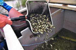 Two horse race wins 10,000 fish for Lake Wyaralong