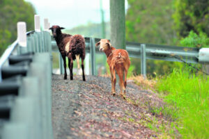 Stray sheep survive month on the lam, evading floods, speeding cars and wild dogs