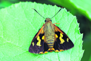 The Beauty of Life – Splendid