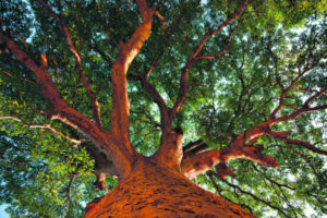 Infrastructure and forests, games mean upgrades