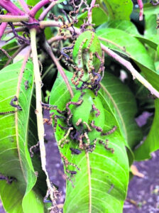 Shoot! Mango moth pest found week after new varieties announced
