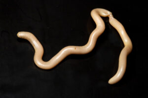 Scenic Rim snake second most likely to go extinct in Australia