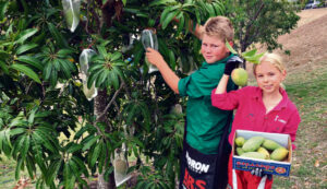 Mango magic at Maroon