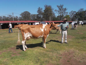 Milking it, dairy cow race for volume winner