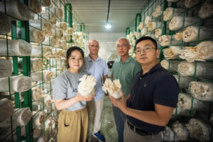 Mushroom project hopes to reduce import reliance