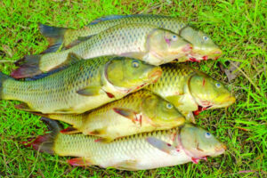 Competition with a purpose, fishery holds noxious fish catching comp